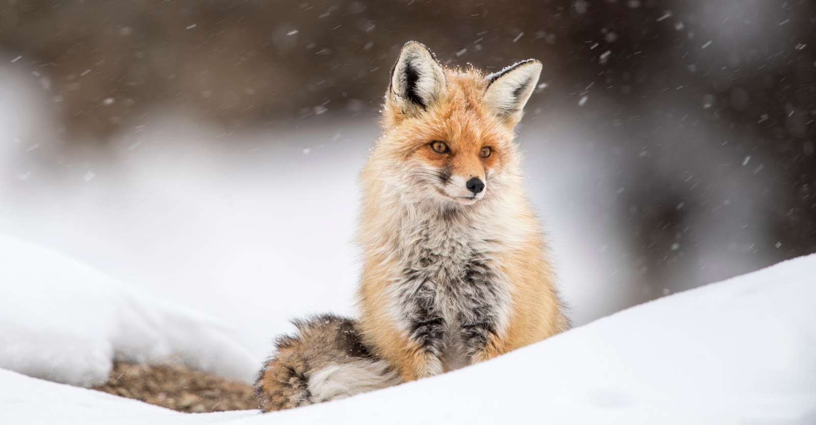 Red fox, Ladakh, India.